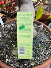 Load image into Gallery viewer, Oddly Specific Incense Bonsai Garden Scent Back of Box
